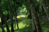 Joli chemin a travers une forêt d'hévéas